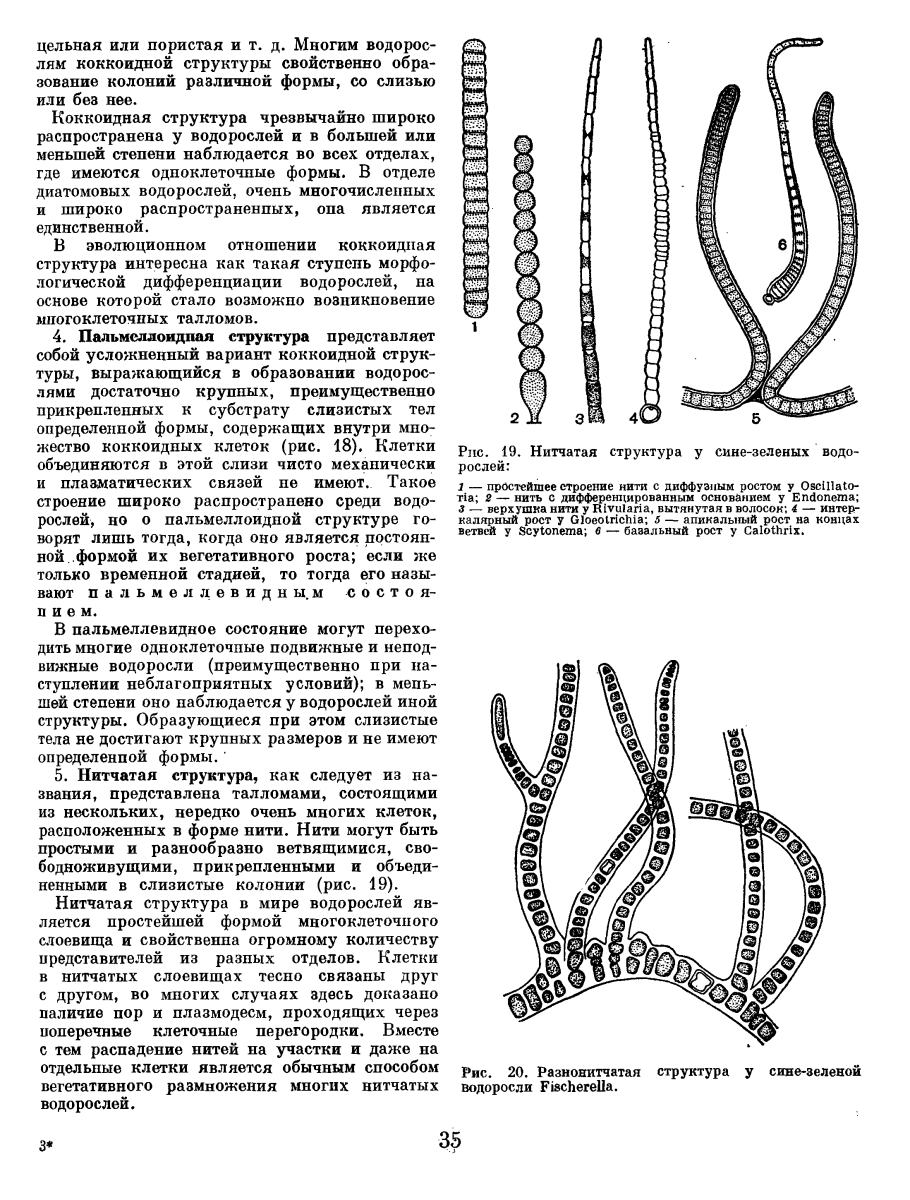 Мужоция (Mougeotia