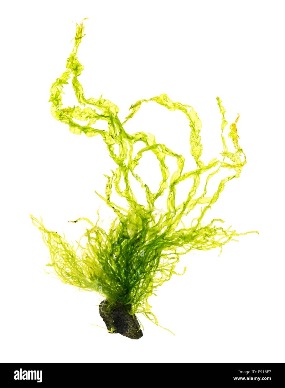 Ульвофициевые водоросли