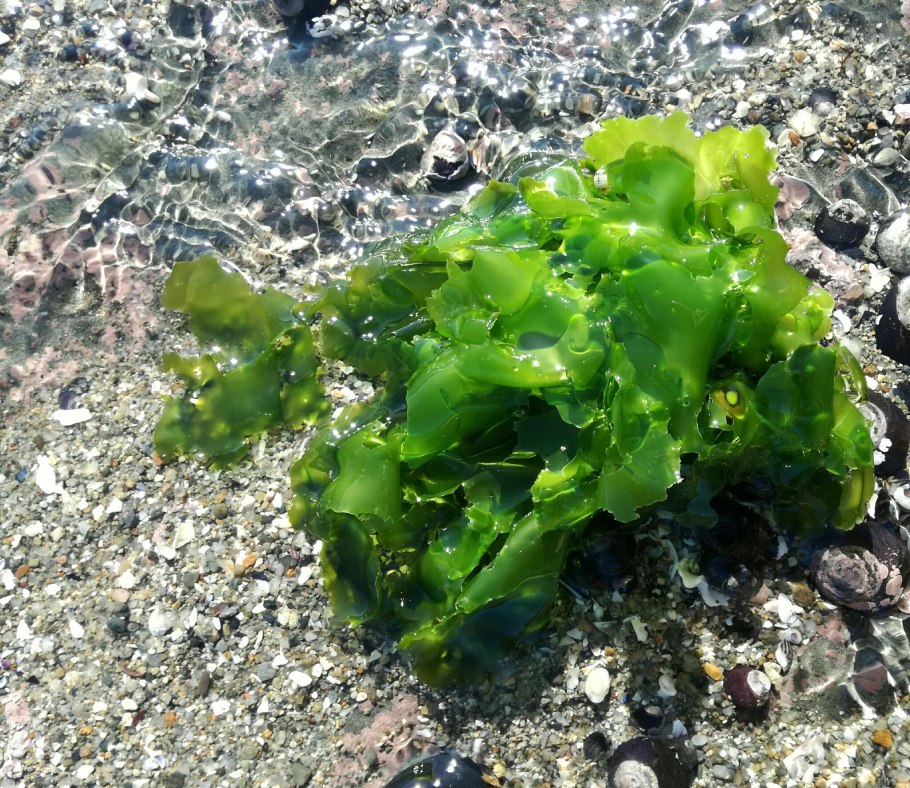 Сине-зеленые водоросли цианобактерии