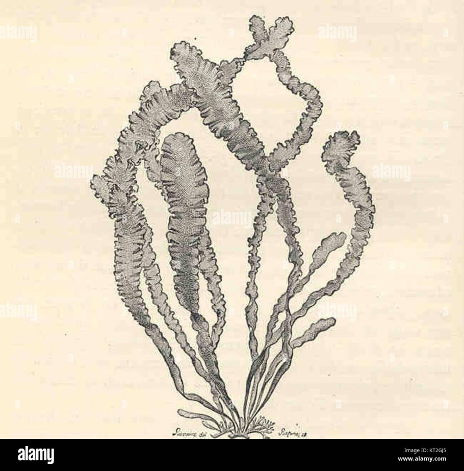Одноклеточная водоросль ацетабулярия строение