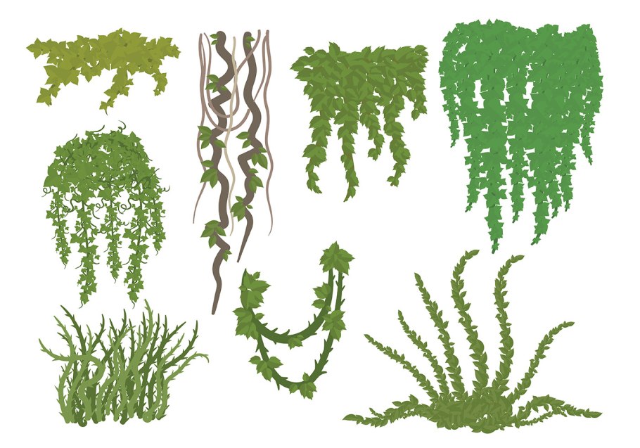 Батрахоспермум водоросль