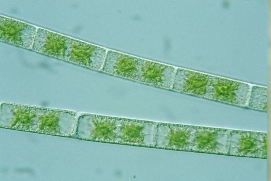 Водоросли Заголовок