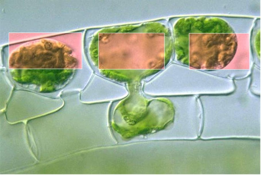 Цикл размножения улотрикса