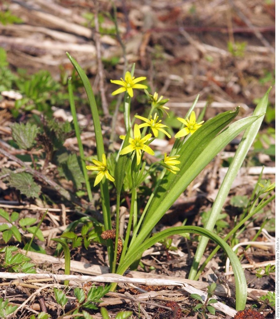 Гусиный лук (Gagea)