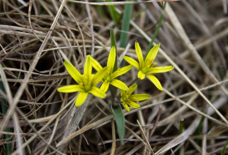 Гусиный лук жёлтый