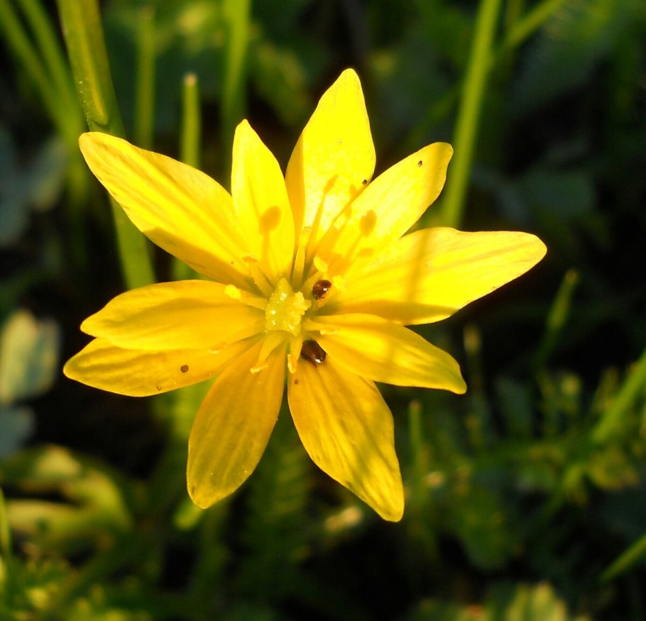 Лук желтый гадючий