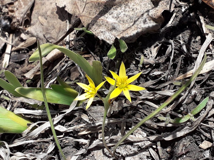Гусиный лук Федченко