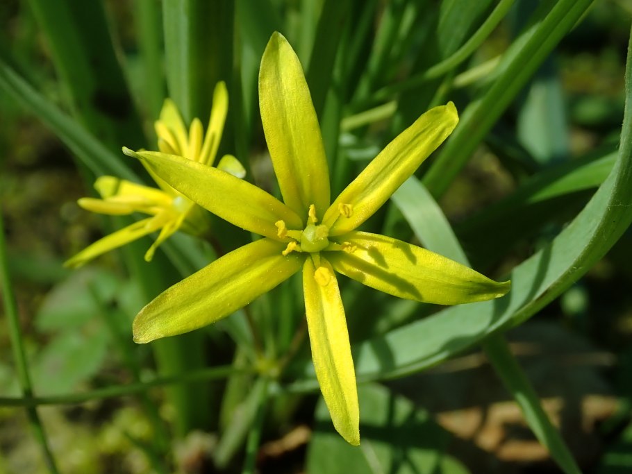 Гусиный лук ненецкий