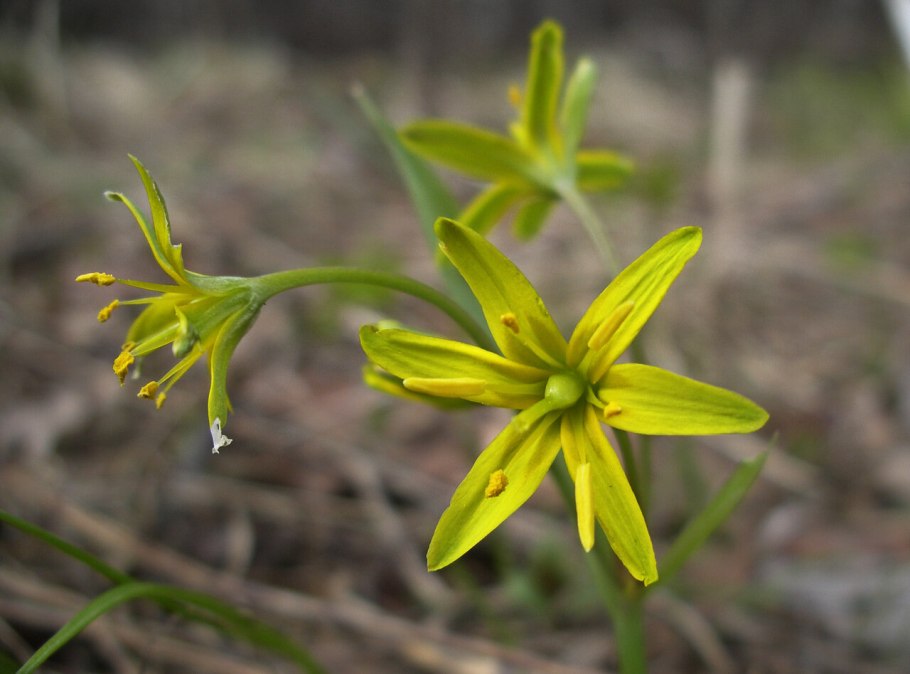 Гусиный лук листья