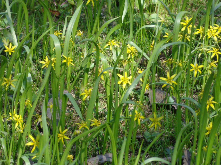 Гусиный лук малоцветковый