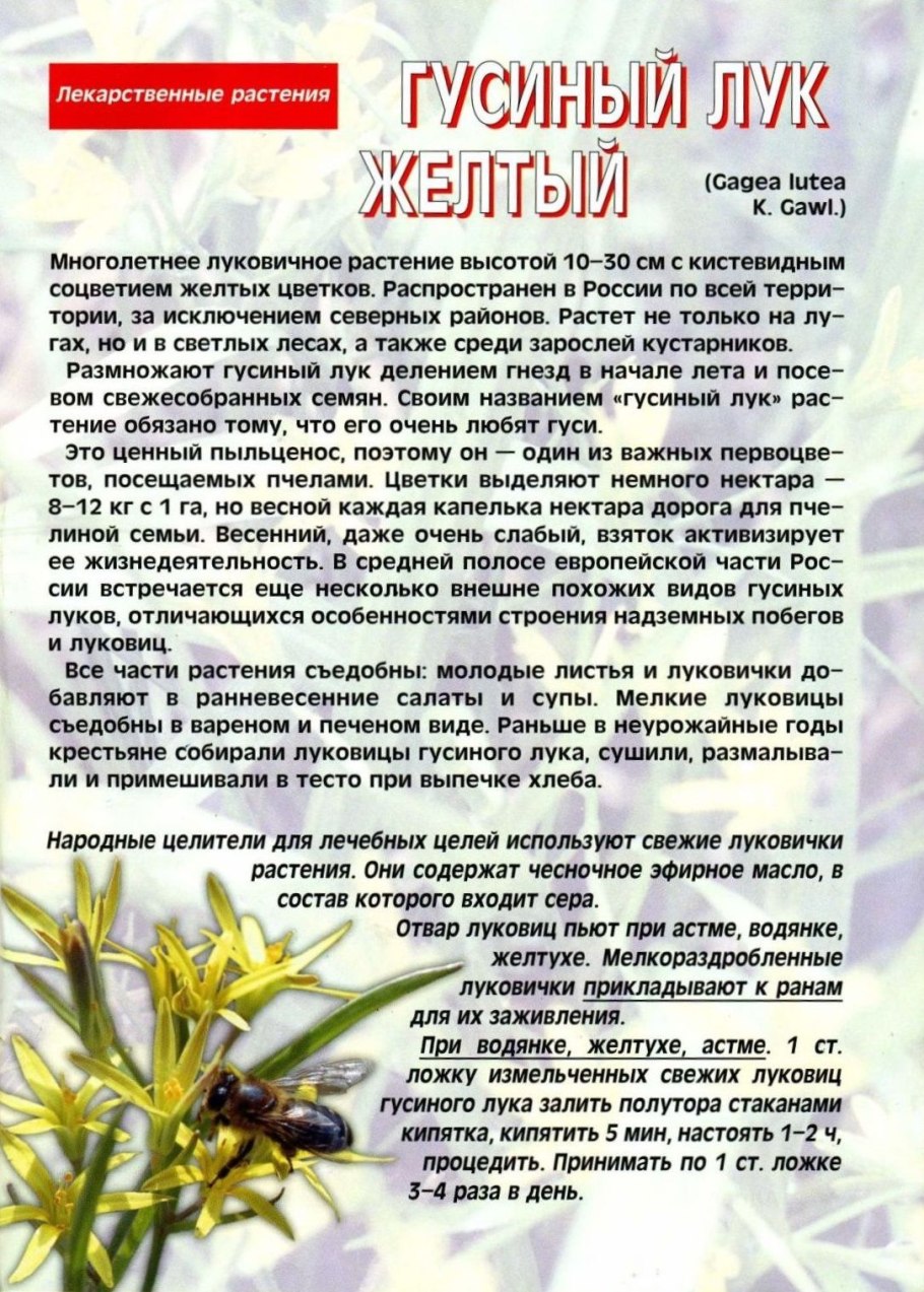 Гусинолук гиенский