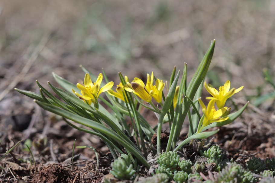 Гусиный лук жёлтый (Gagea lutea)