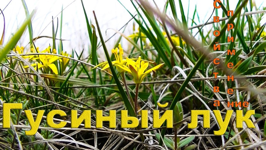 Луковички гусиного лука