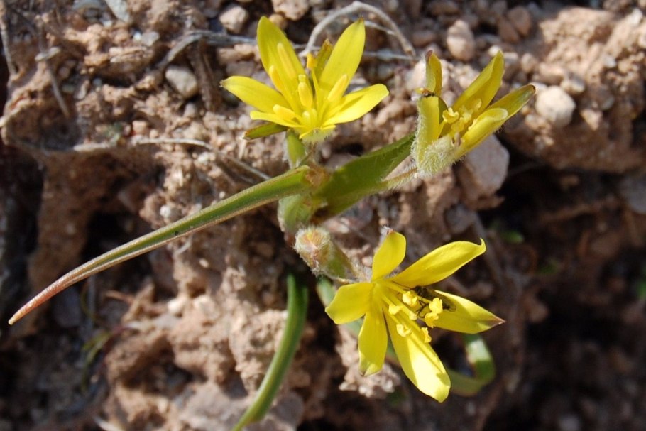 Гусиный лук жёлтый (Gagea lutea)