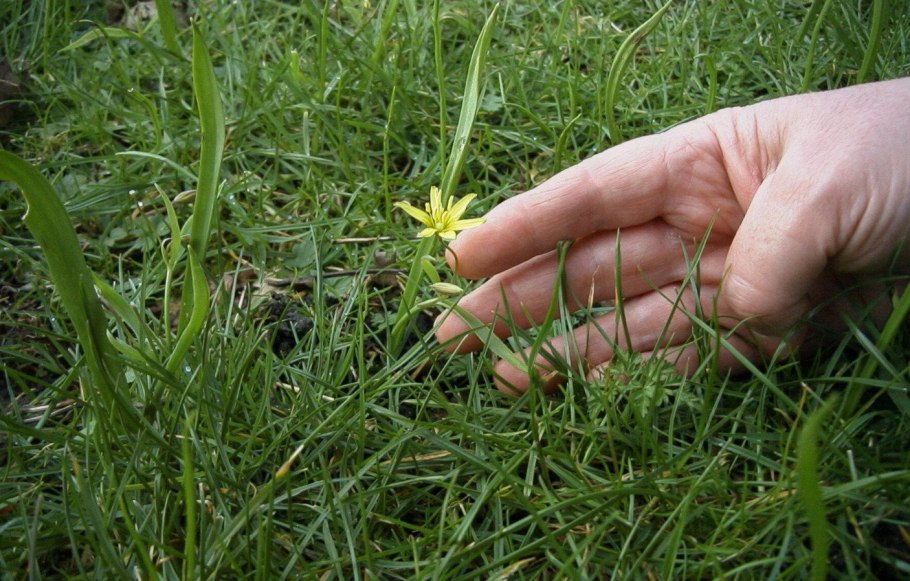 Трава гусиный лук