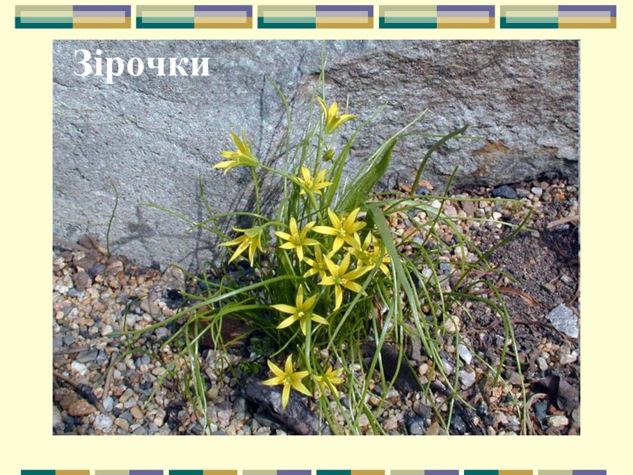 Желтая (p. lutea).