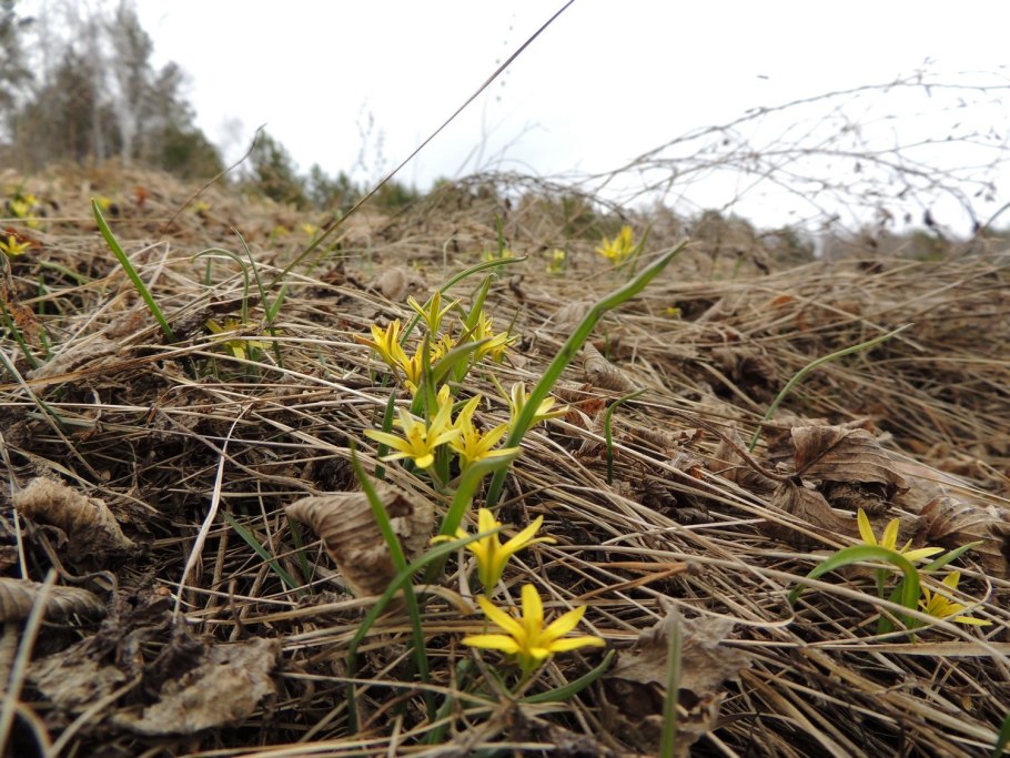 Гусинолук длиннострелковый