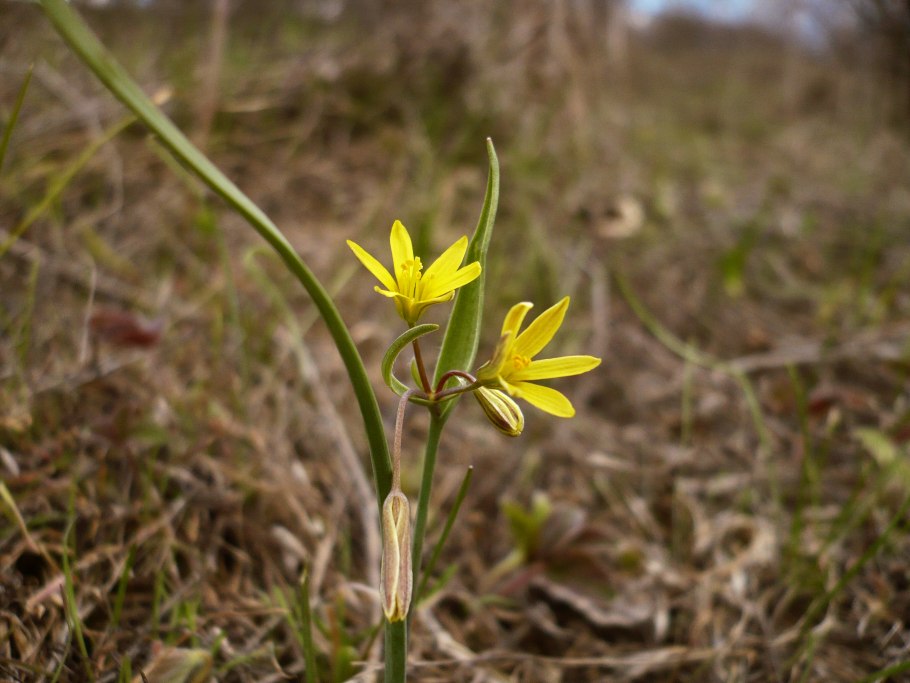 Гусиный лук малый gagea minima