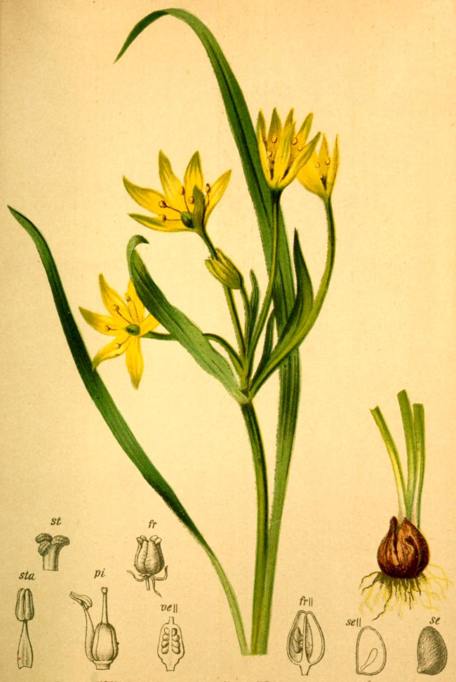 Гусиный лук жёлтый (gagea lutea)
