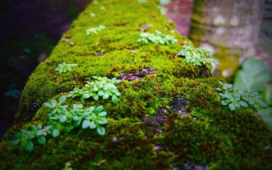 Бридский мох