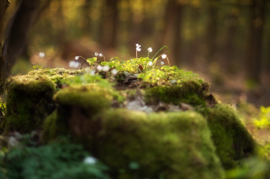 Тисовый лес в Ирландии