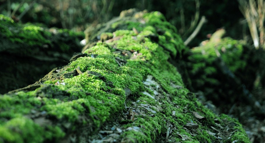 Кедровая Падь лишайники