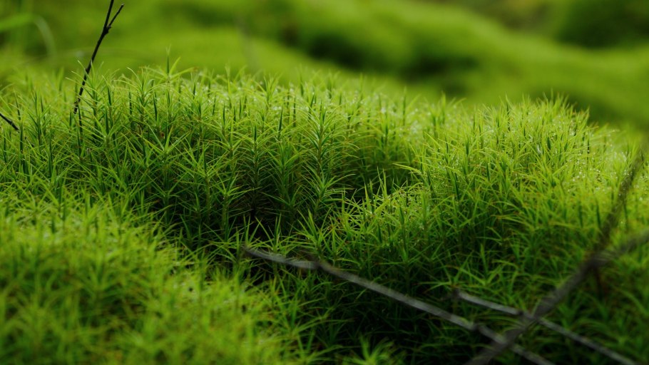 Лиановидные мох