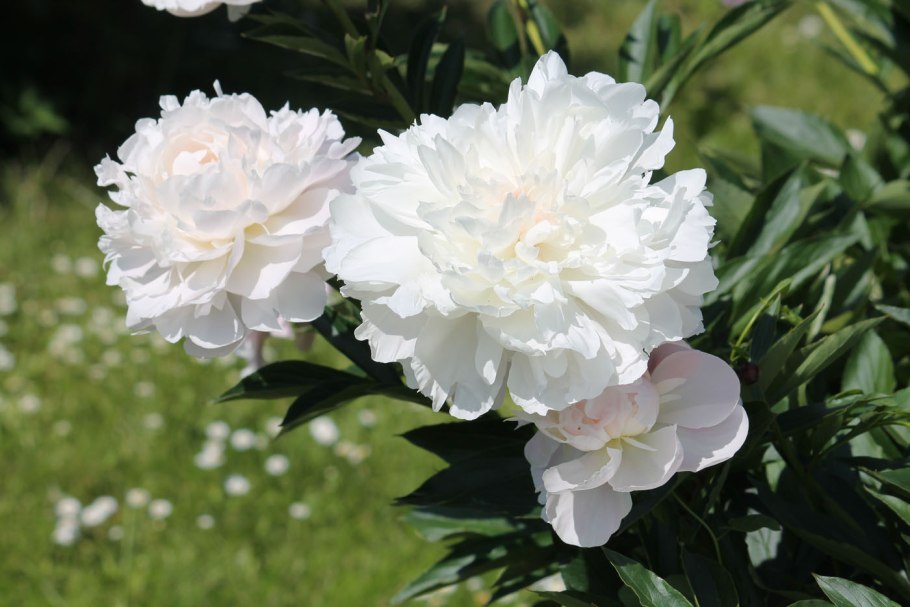 Пион Весенняя палитра