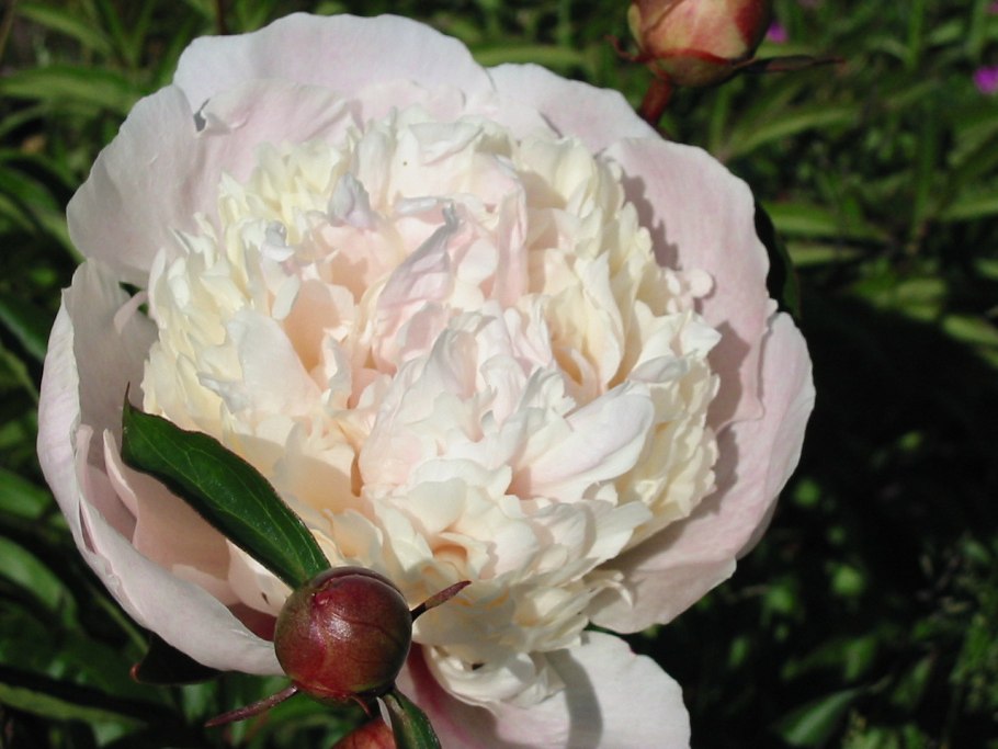 Джубили (Jubilee) пион