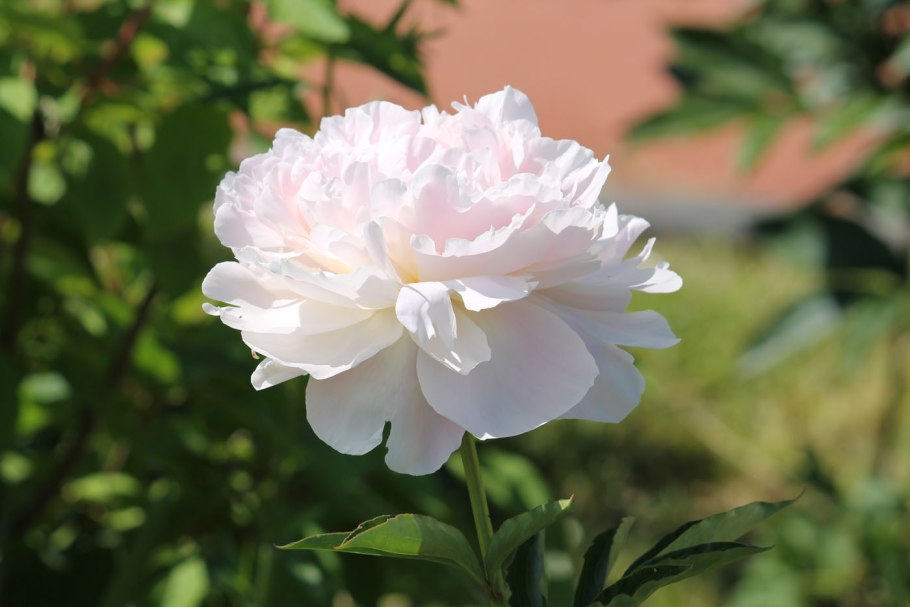 Интересные факты о пионах