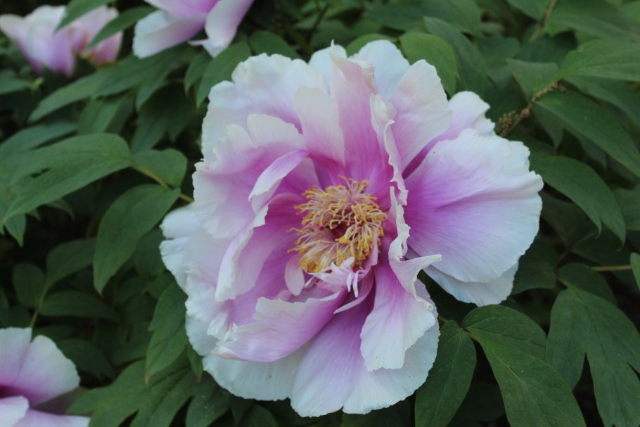 Пион Аваланч