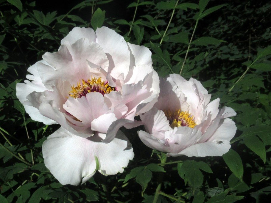 Пион Салмон Бьюти