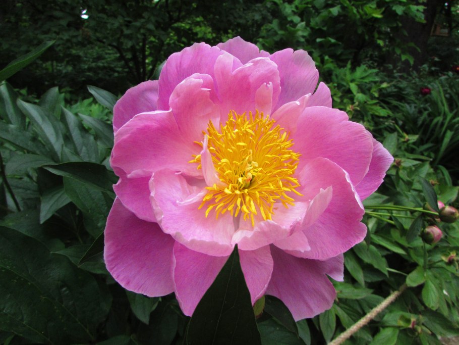 Пион молочноцветковый Рим