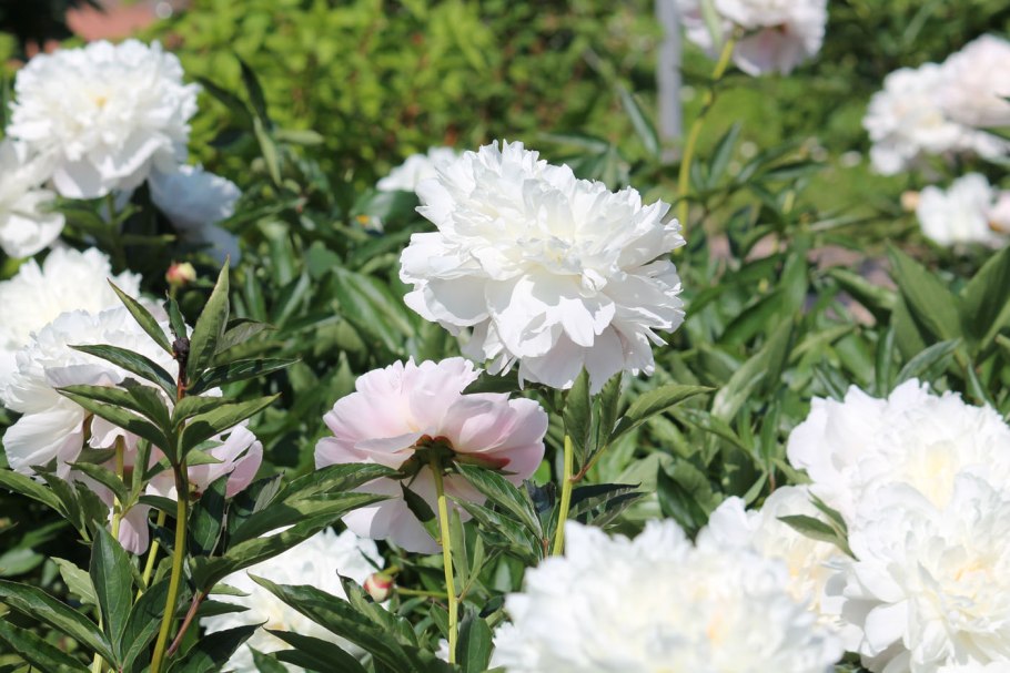 Пион Аншантресс