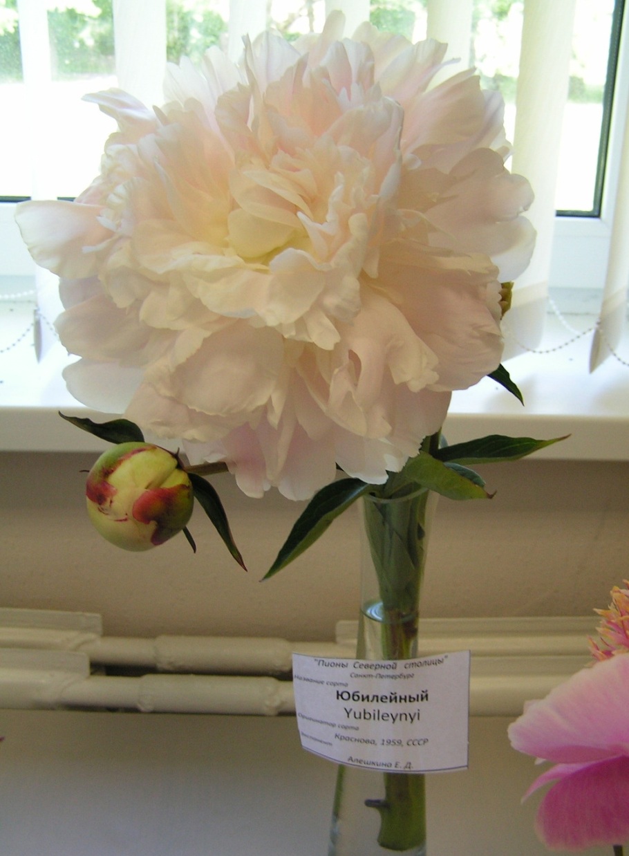 Kamata Nishiki пион