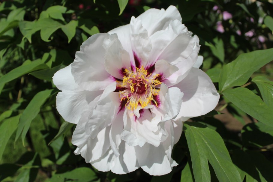 Марьин корень Забайкалье