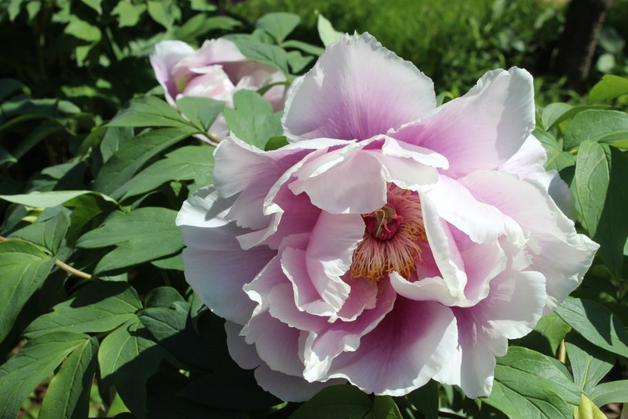 Пион молочноцветковый Мистер Эд