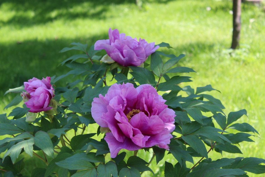 Сорта пионов Акимова