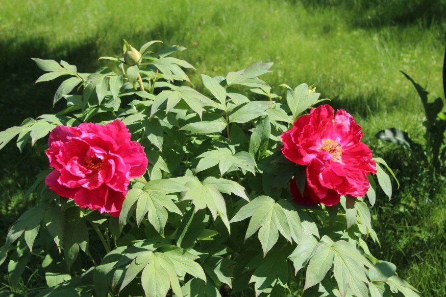 Пионы срезка