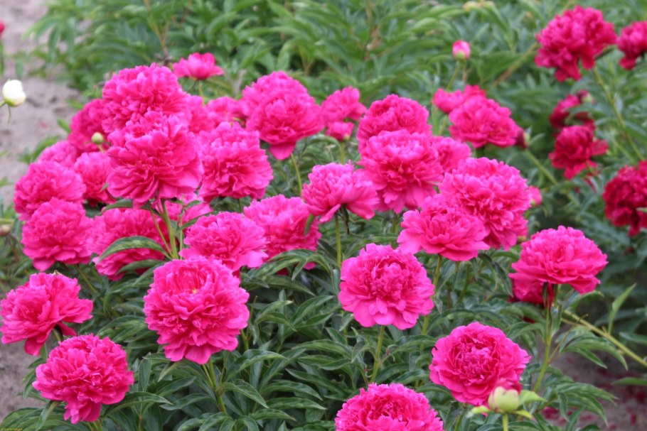 Лепестки пионов на белом фоне