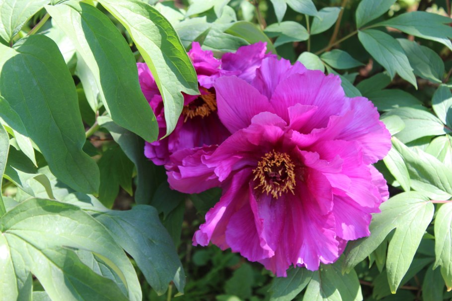 Пион травянистый Ливингстон