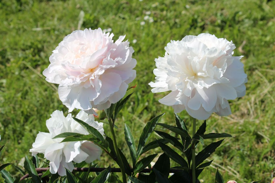 Пион Юбилейный Краснова