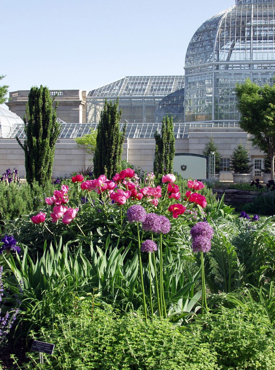 Пион Франсуа Ортега