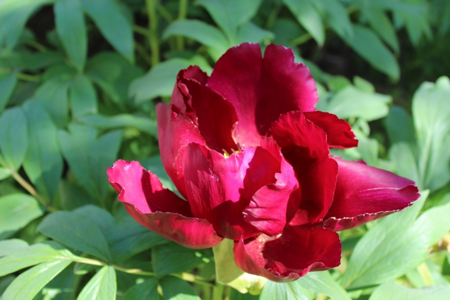 Ботанический сад цветущие пионы