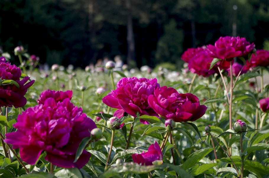 Пион Мистер Эд в ландшафте