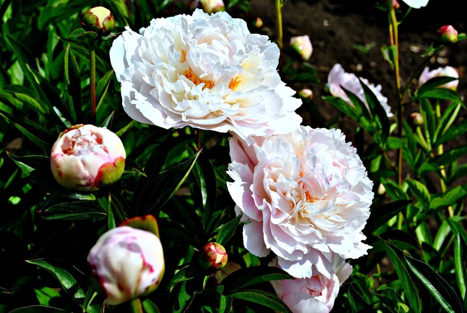 Ботанический сад в Капитолии США