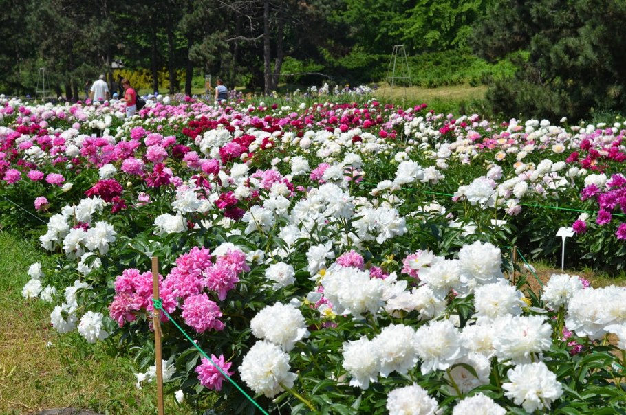 Пион Уайт кэп