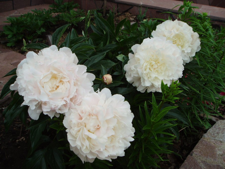 Пионы ботсад МГУ