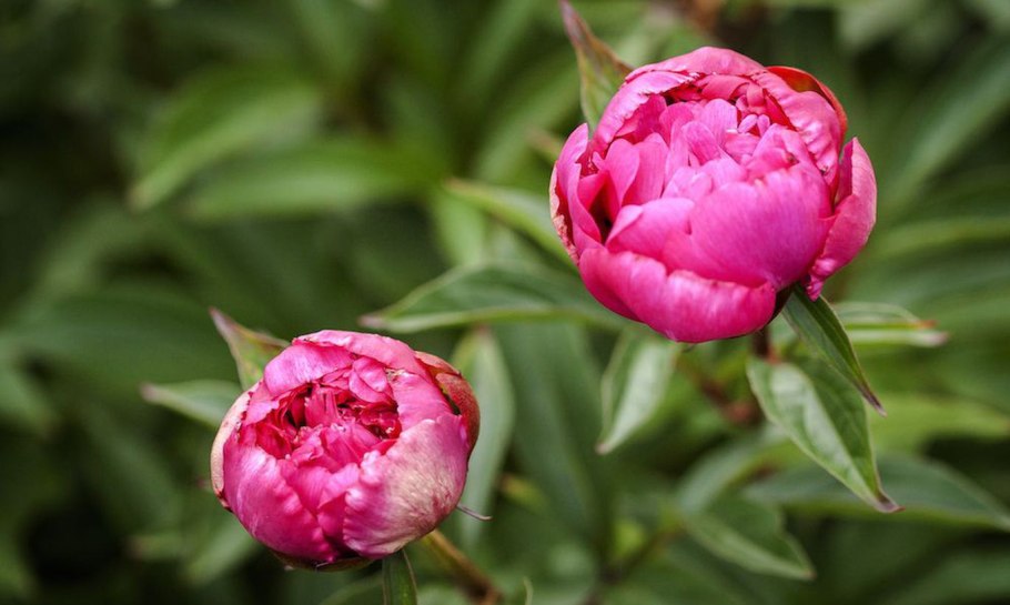 Пион Paeonia