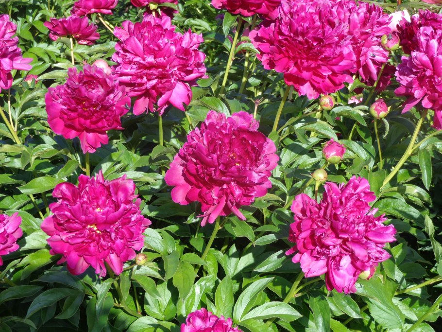 Пион сорт Юбилейный